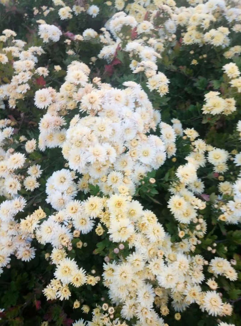 小黄菊，