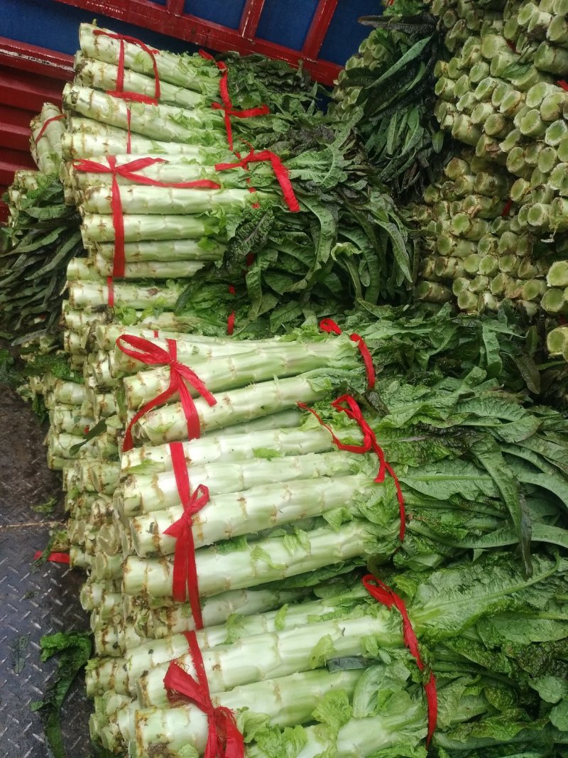 新野县精品红叶莴笋质量好货多价格低有需要的可联系