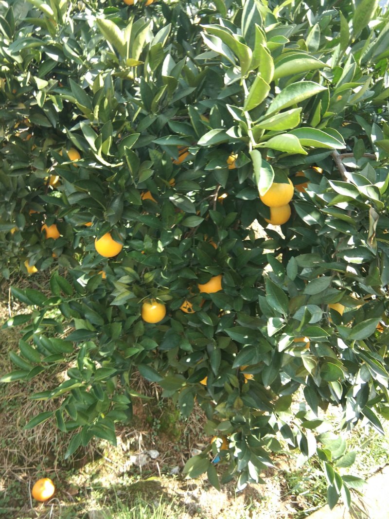 湖南东江湖冰糖橙