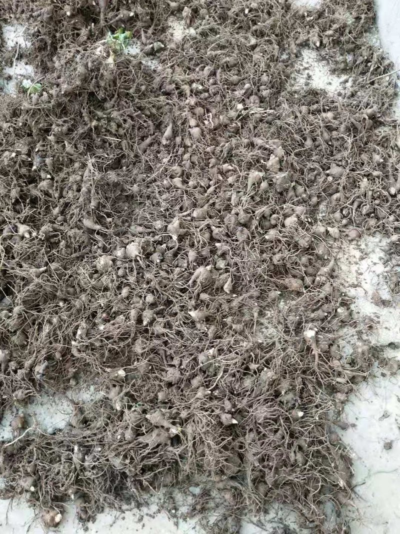 中药材种植合作社