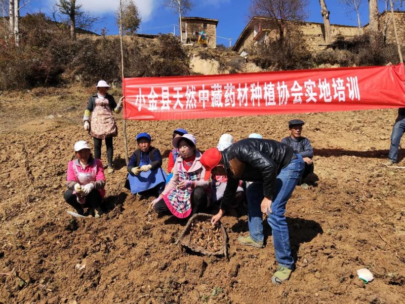 中药材种植合作社