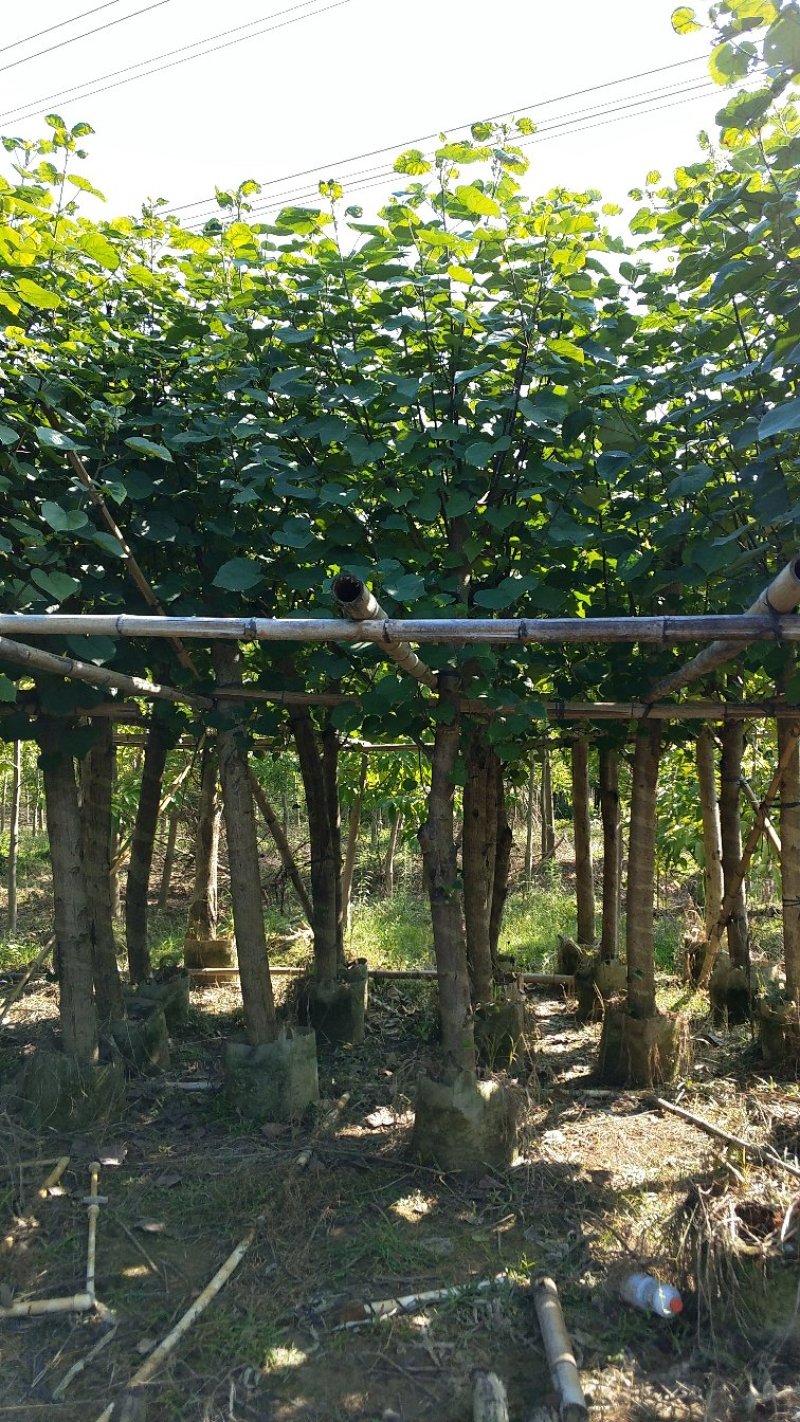 广东普宁黄槿，基地直销，量大从优，品质保证，欢迎选购