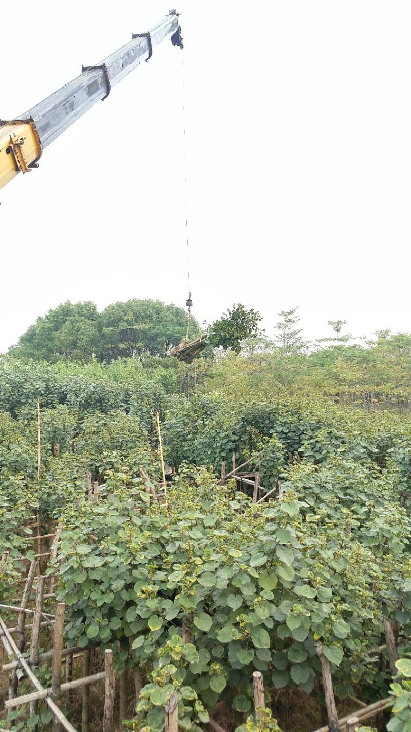 广东普宁黄槿，基地直销，量大从优，品质保证，欢迎选购