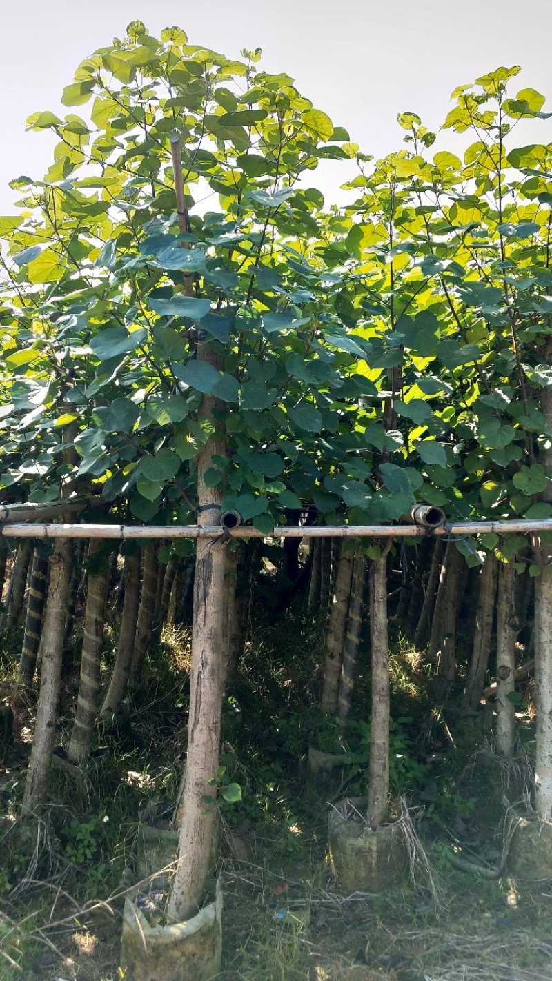 广东普宁黄槿，基地直销，量大从优，品质保证，欢迎选购