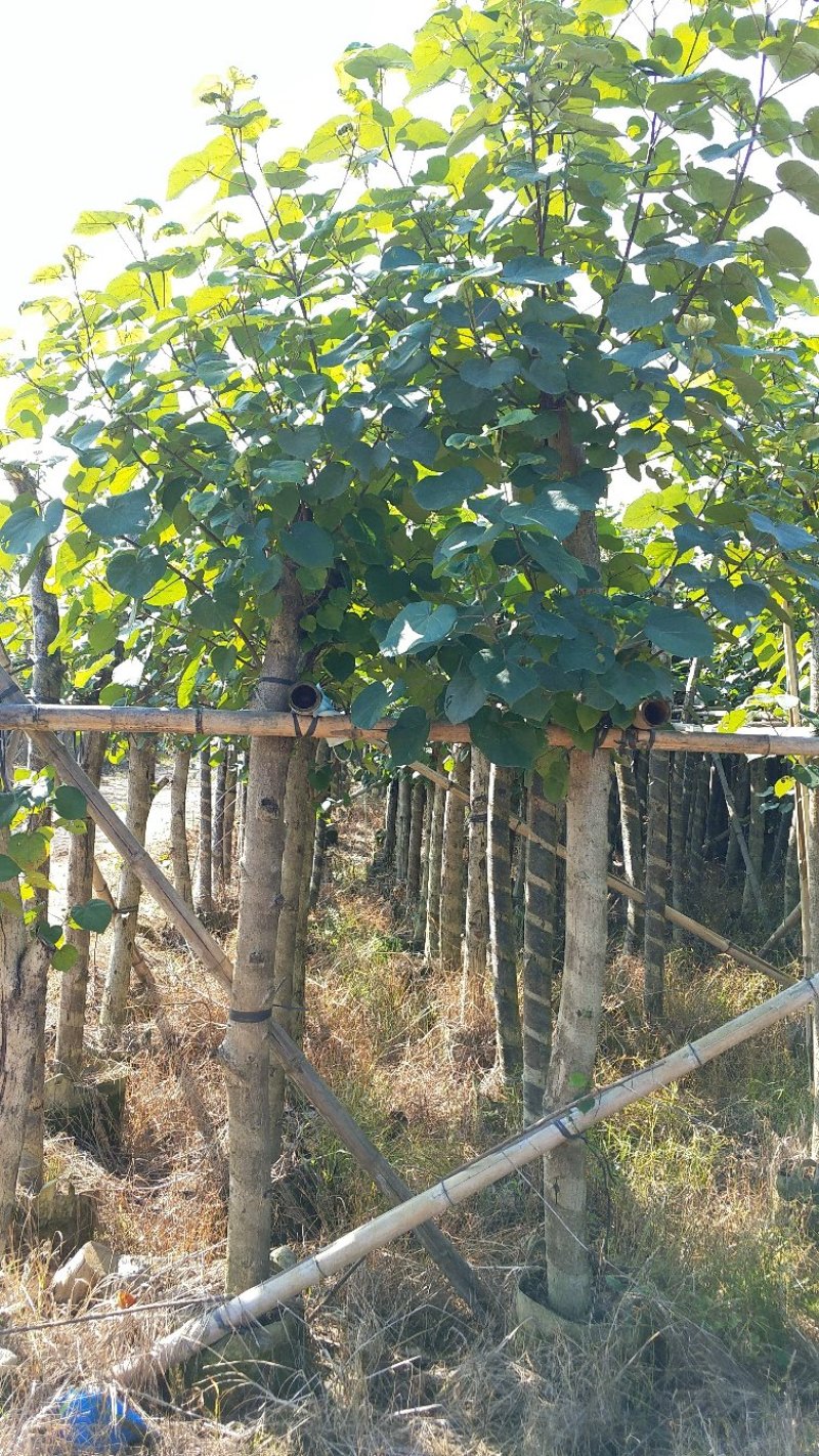 广东普宁黄槿，基地直销，量大从优，品质保证，欢迎选购