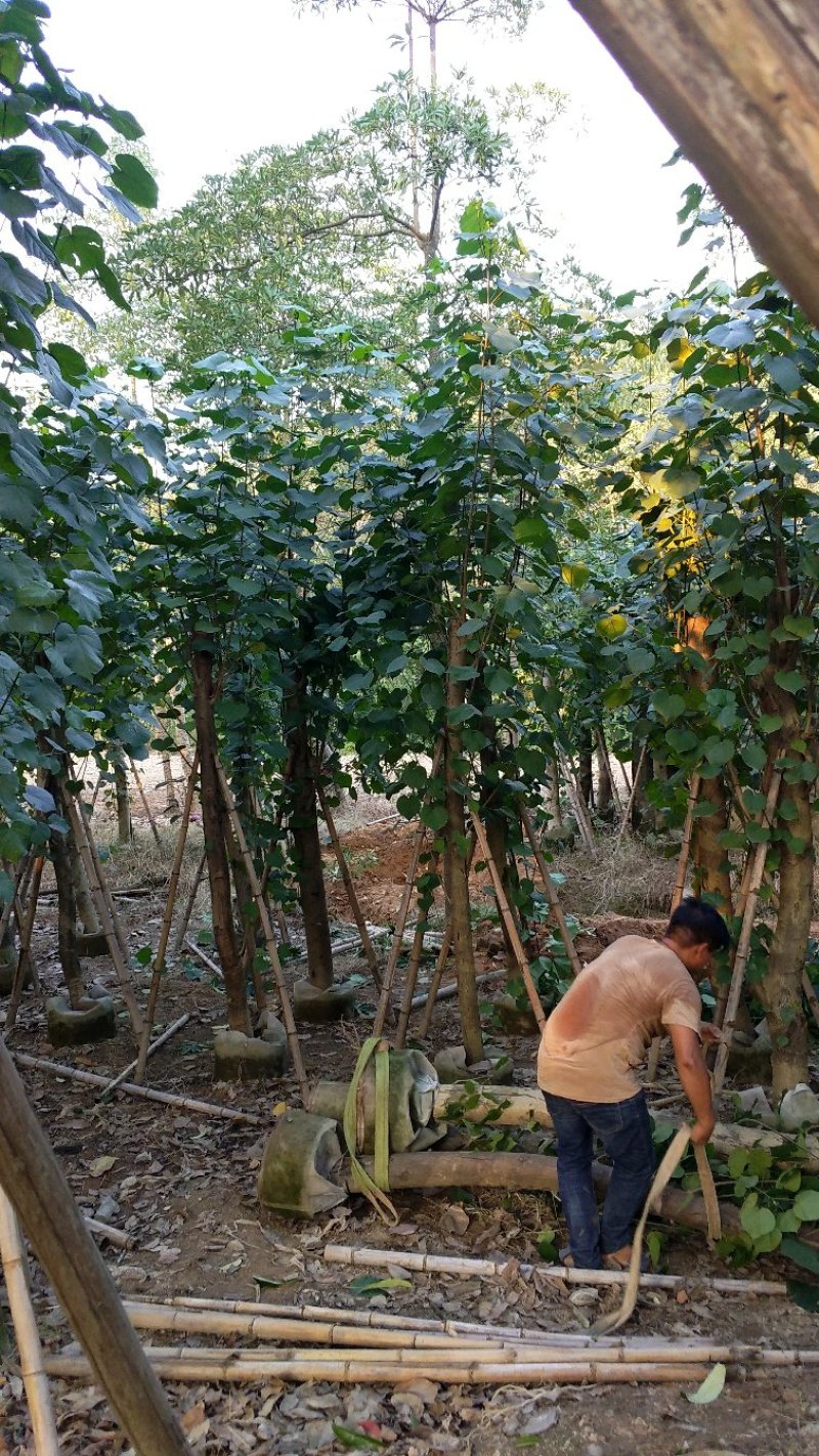 广东普宁黄槿，基地直销，量大从优，品质保证，欢迎选购