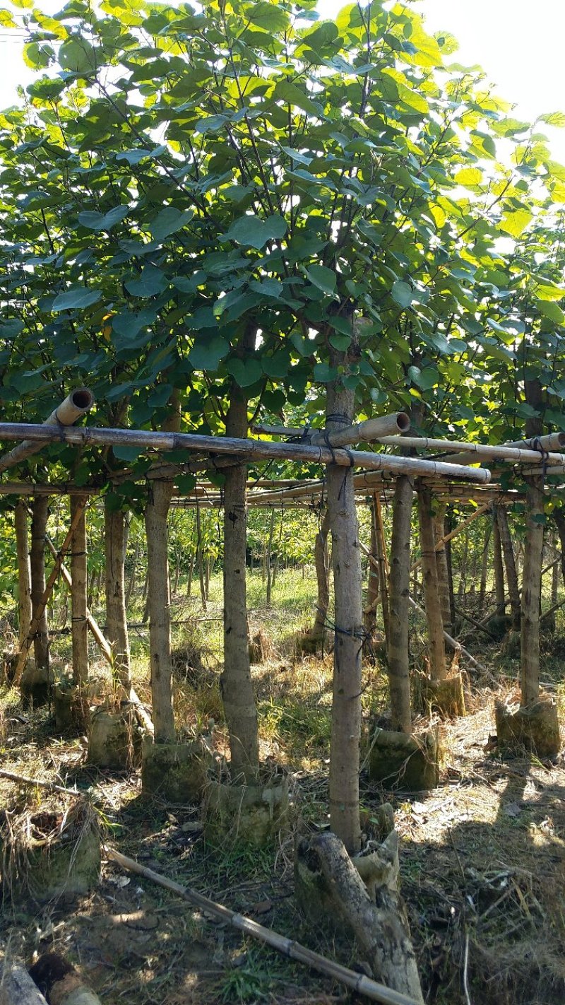 广东普宁黄槿，基地直销，量大从优，品质保证，欢迎选购