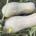 秘本南瓜大量供应秘本南瓜