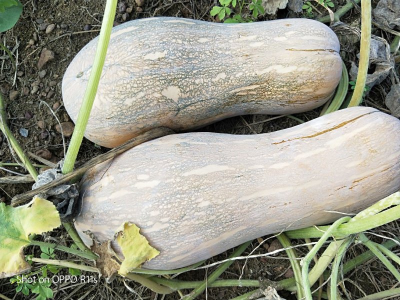 秘本南瓜大量供应秘本南瓜