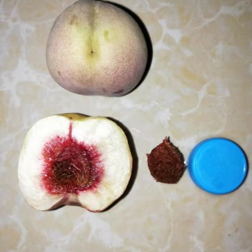 大理冬桃