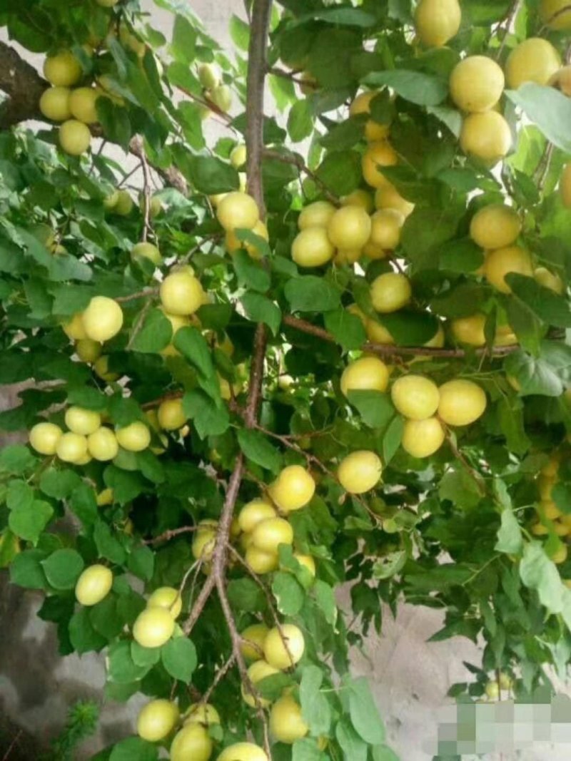 荷兰香蜜杏树苗基地供应量大质优价格优惠一手货源