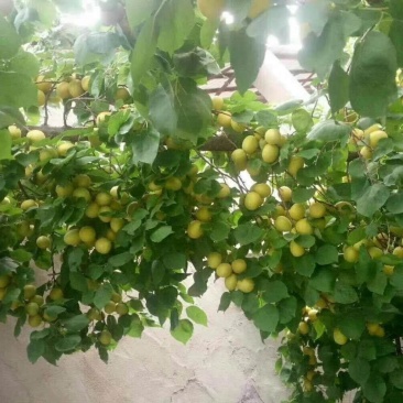 荷兰香蜜杏树苗基地供应量大质优价格优惠一手货源