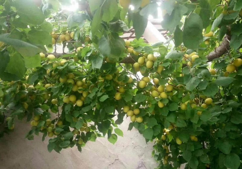 荷兰香蜜杏树苗基地供应量大质优价格优惠一手货源