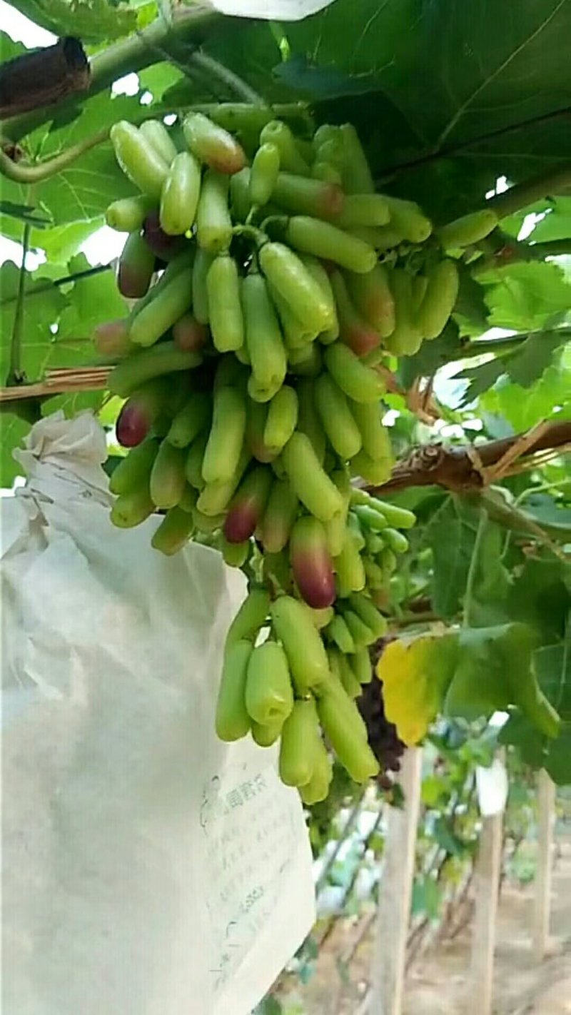 甜蜜蓝宝石葡萄苗30~50cm1年