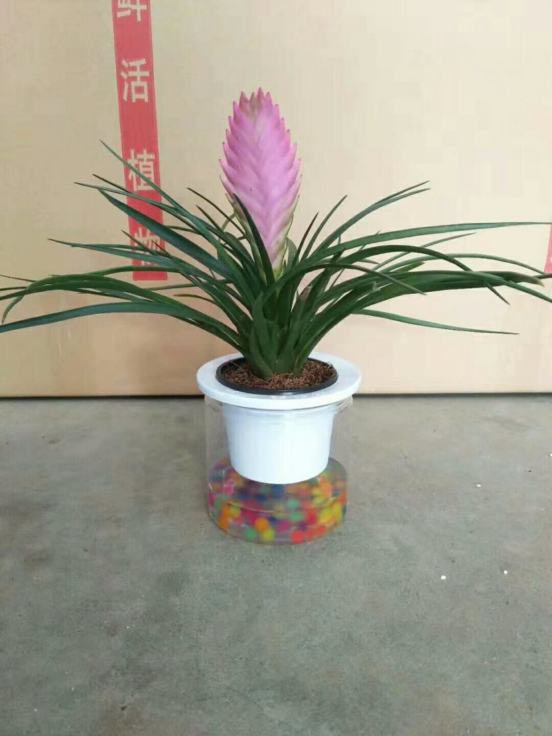 水晶铁兰，品质保证，常年供货。
