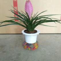 水晶铁兰，品质保证，常年供货。