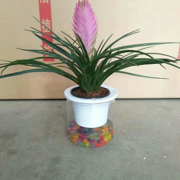 水晶铁兰，品质保证，常年供货。