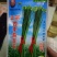 苔韭种子（四季苔韭王）