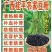 农家黑豆粉黄豆粉