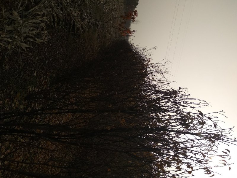 丛生百日红