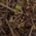 猫须草，肾茶不老草批发各种规格中药材