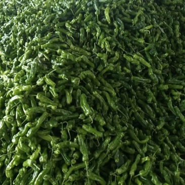 芜湖椒15~20厘米青中辣条形直，货多皱皮螺丝都有