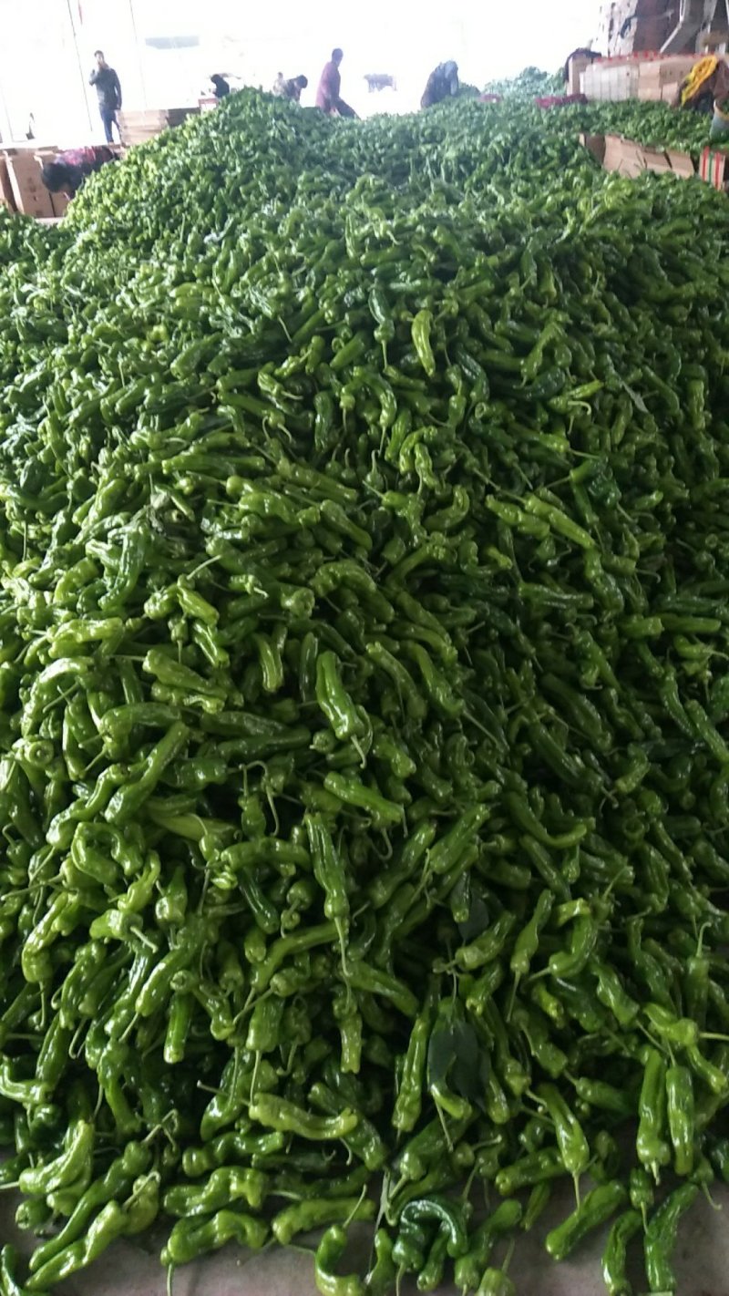 芜湖椒15~20厘米青中辣条形直，货多皱皮螺丝都有