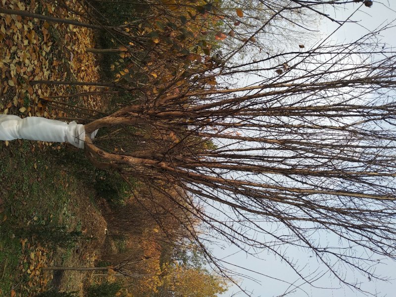 百日红