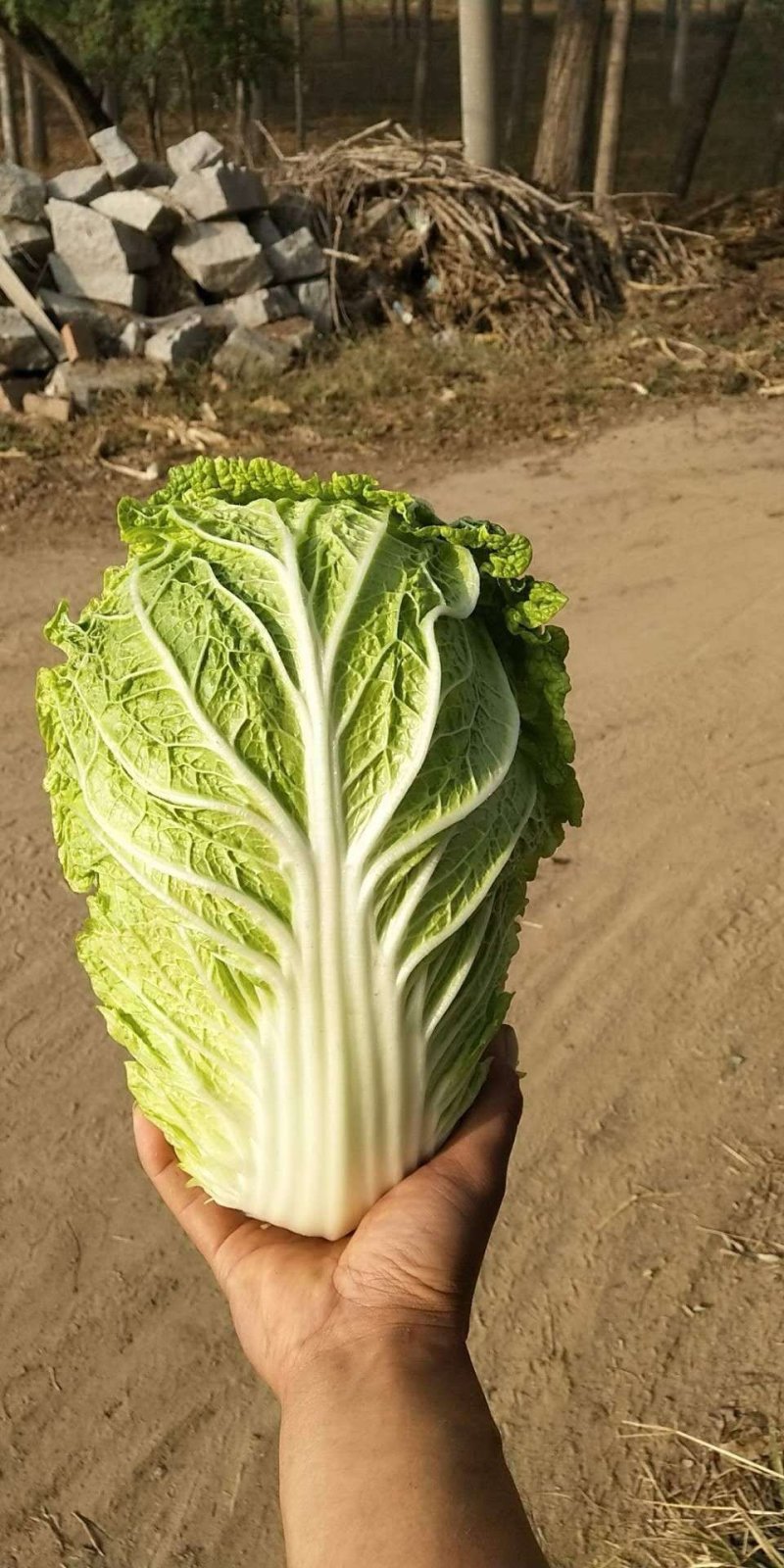 大白菜，分毛菜，品种有德高，东京868，北京三号