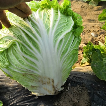 大白菜，分毛菜，品种有德高，东京868，北京三号