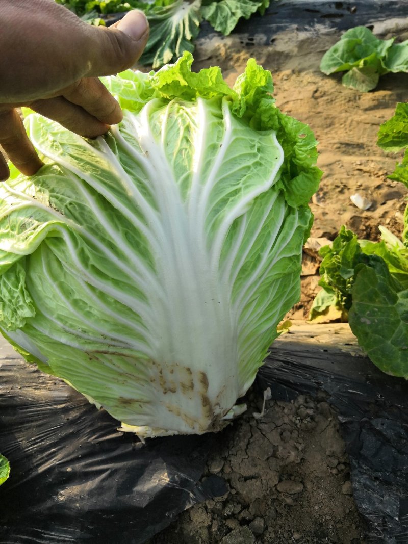 大白菜，分毛菜，品种有德高，东京868，北京三号