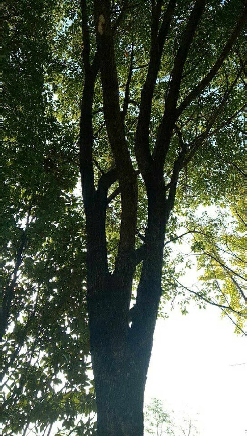 树