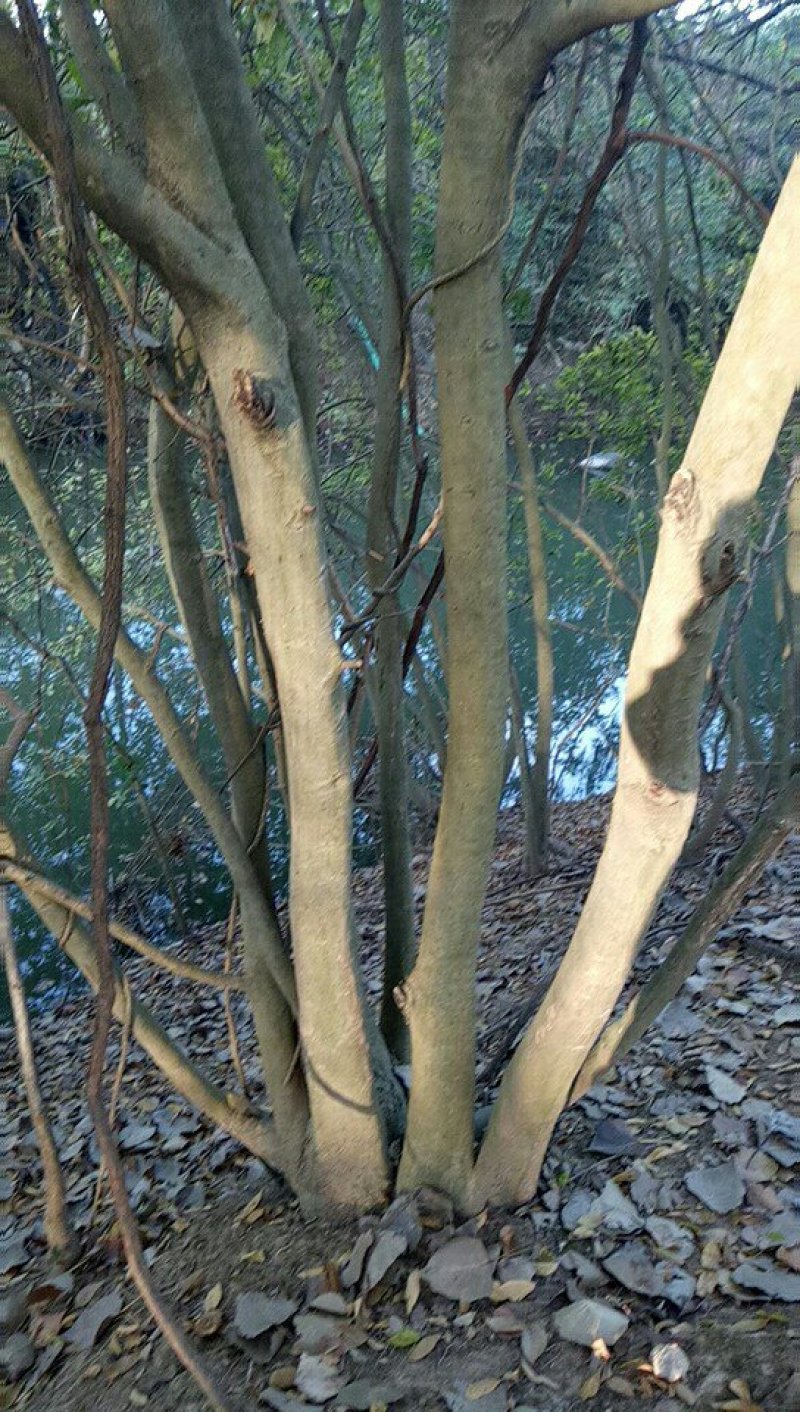 树