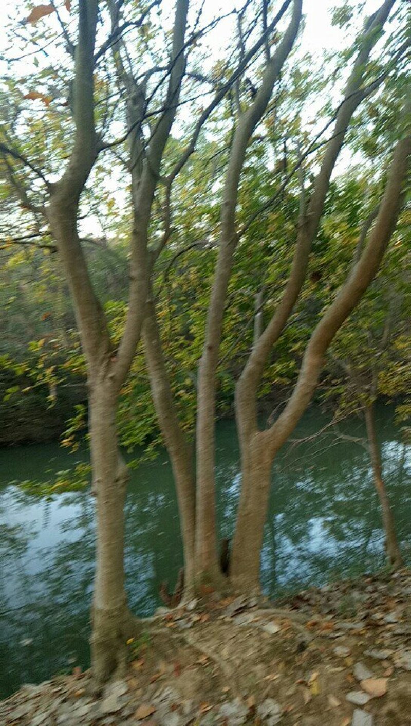 树