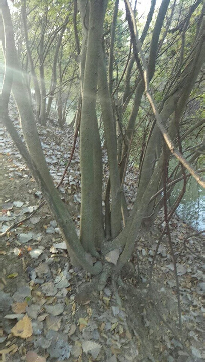 树