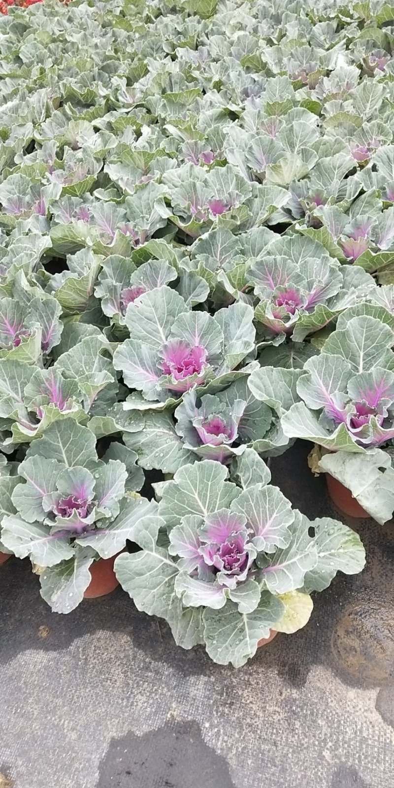 花包菜需要请联系