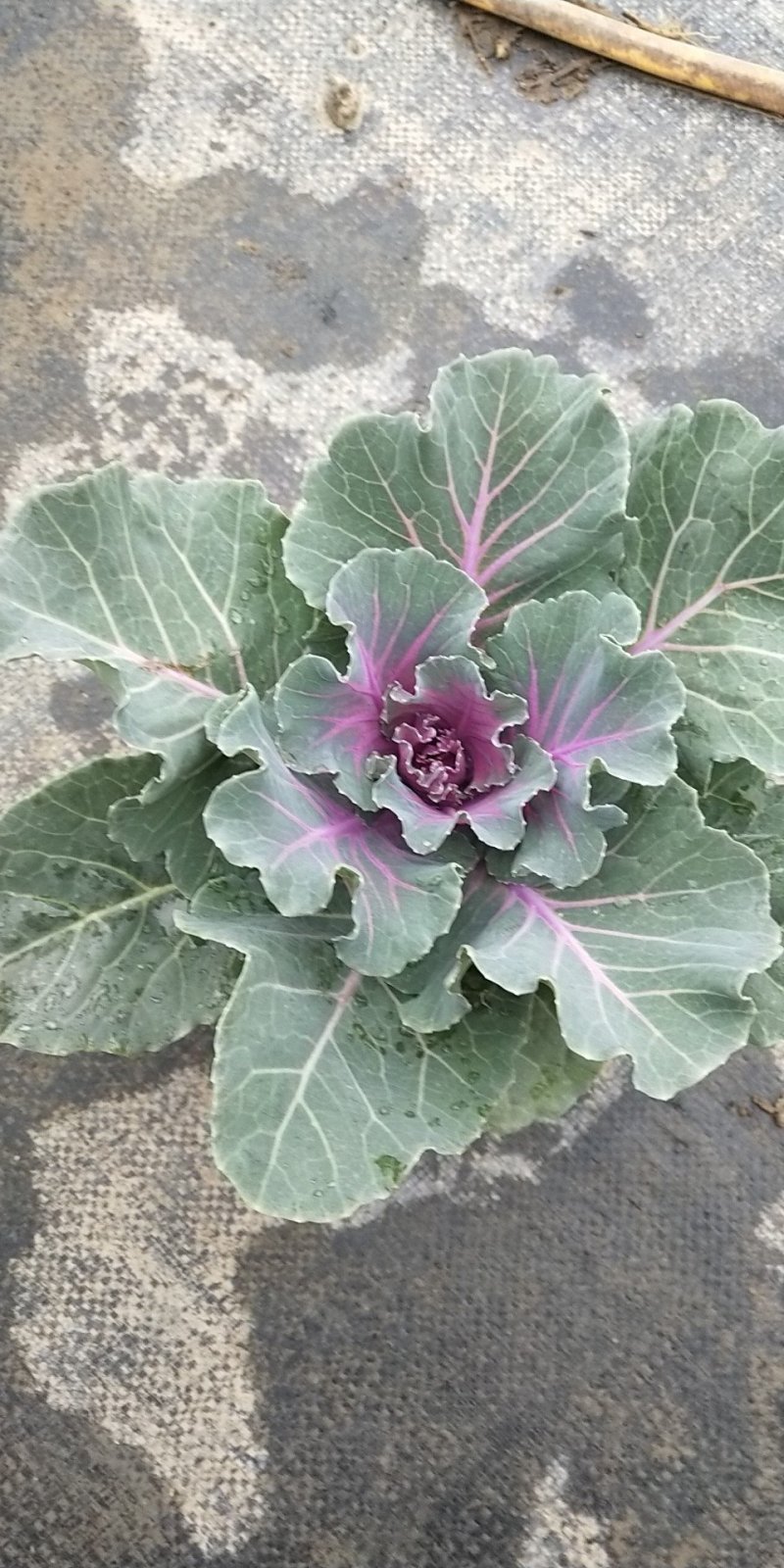 花包菜需要请联系