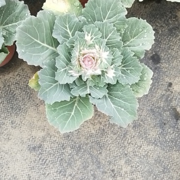 花包菜需要请联系