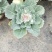 花包菜需要请联系