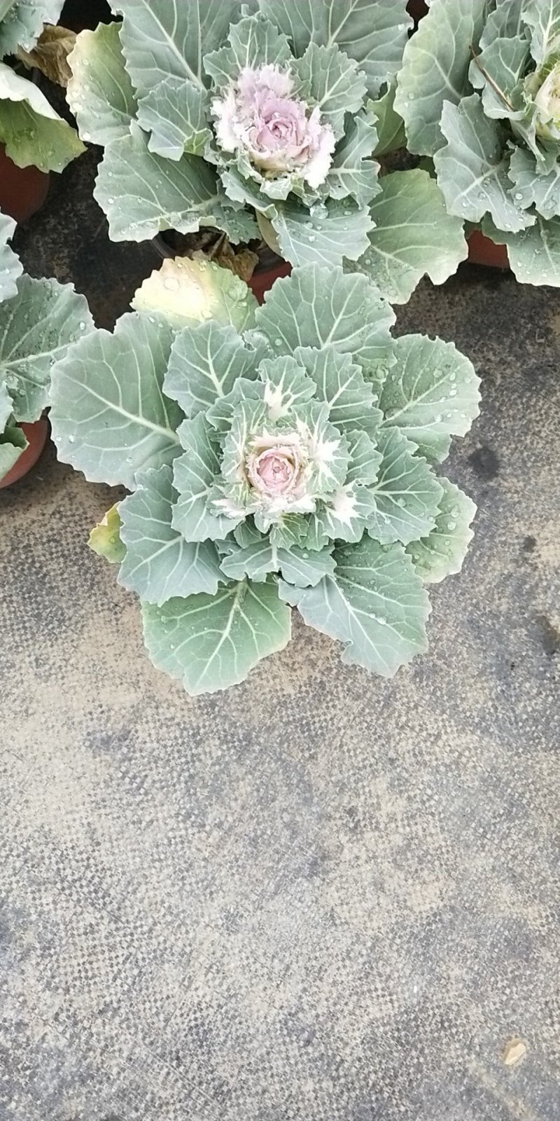 花包菜需要请联系