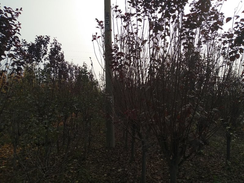 法桐