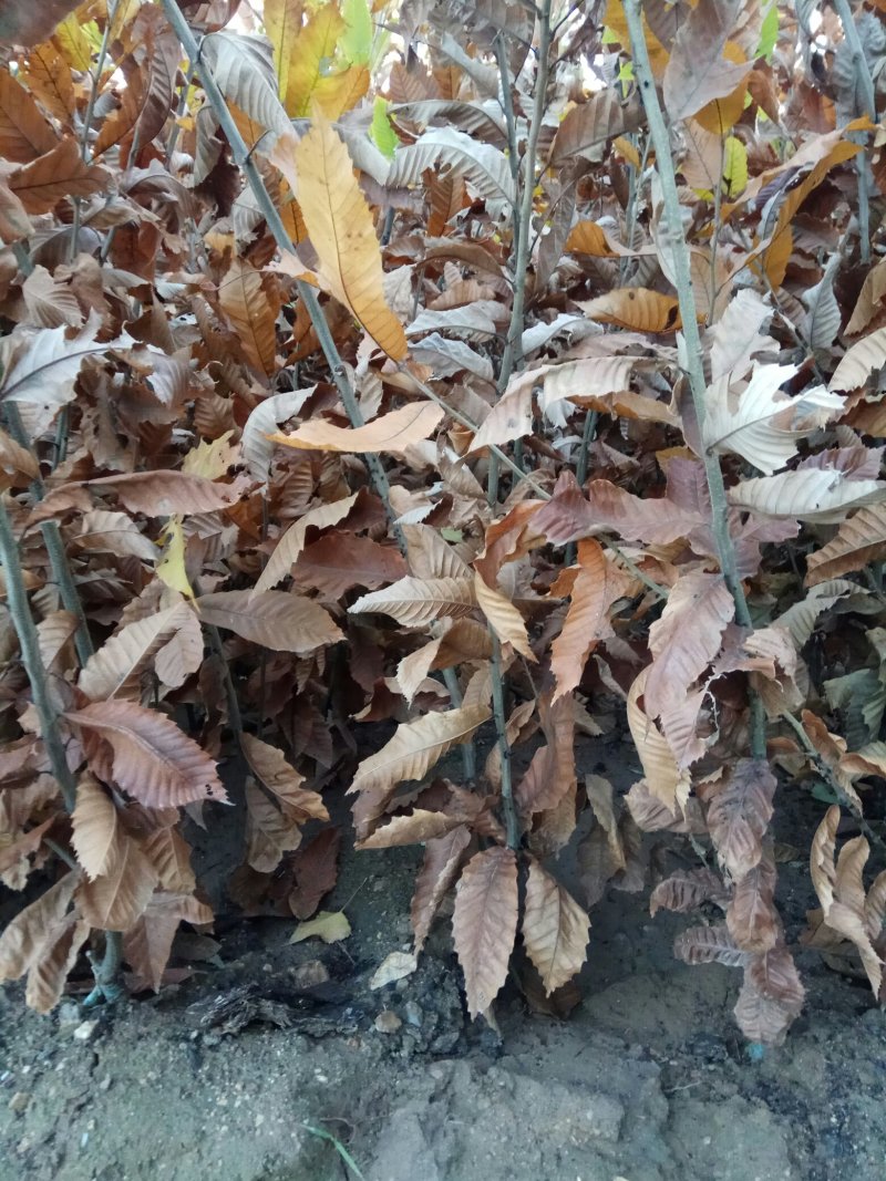 板栗苗，嫁接苗，保证品种，产地直供，支持线上保障交易