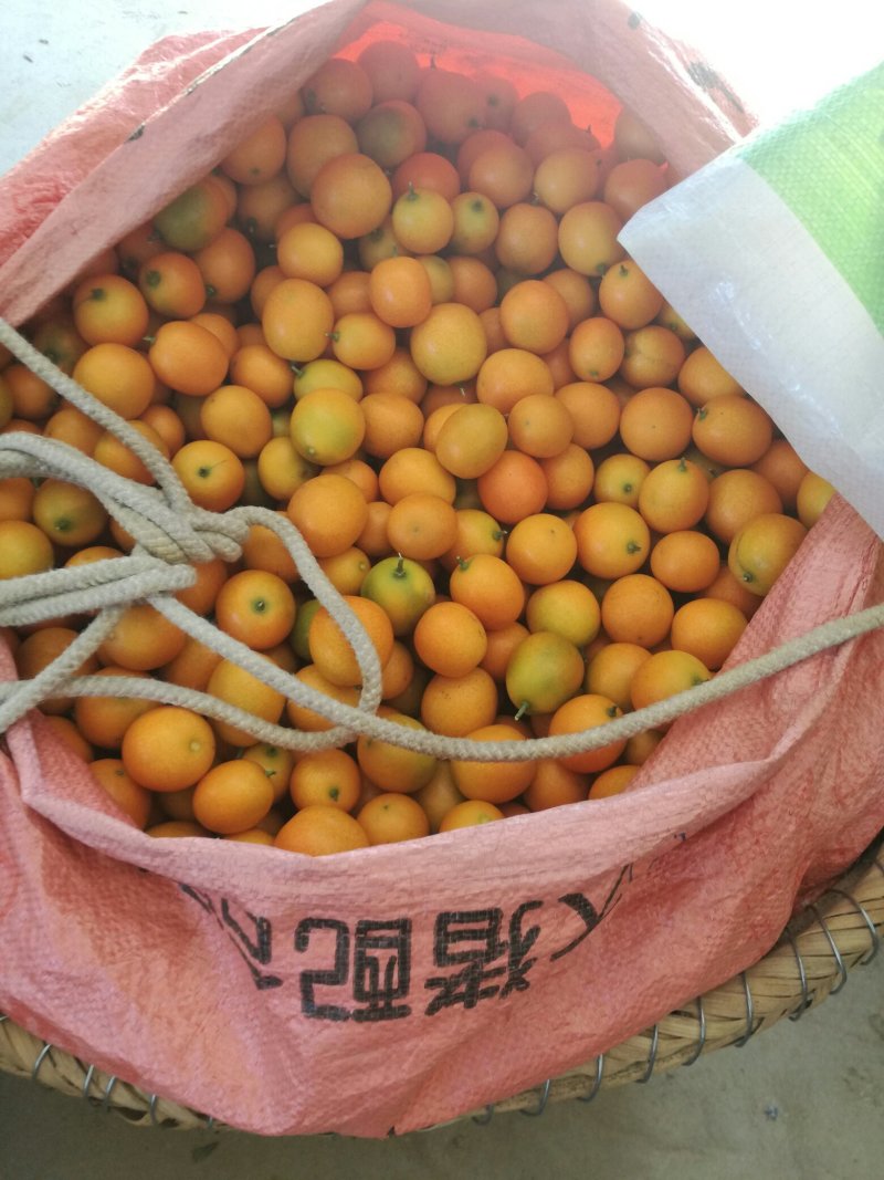 阳朔金桔