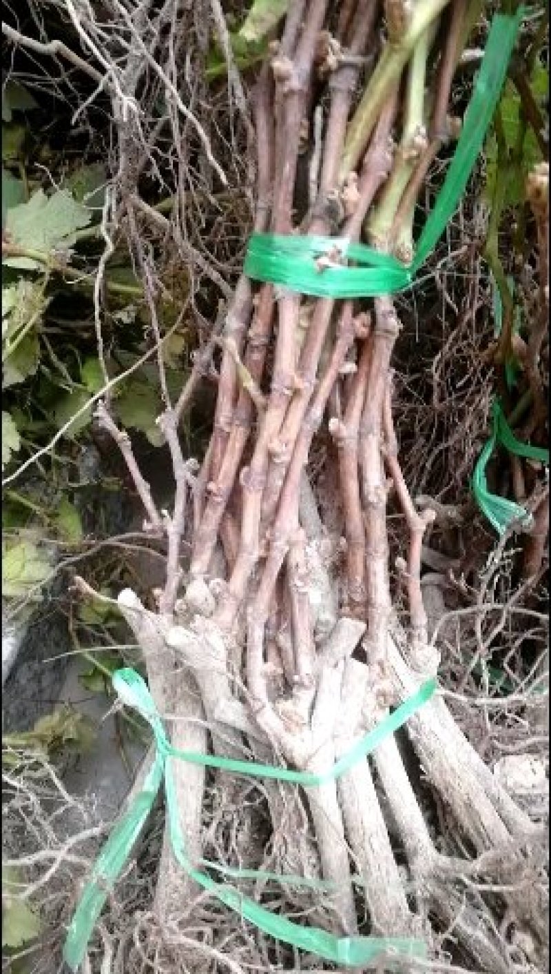 巨峰葡萄苗，棵棵手选苗质量有保证纯度好成活率高放心购买