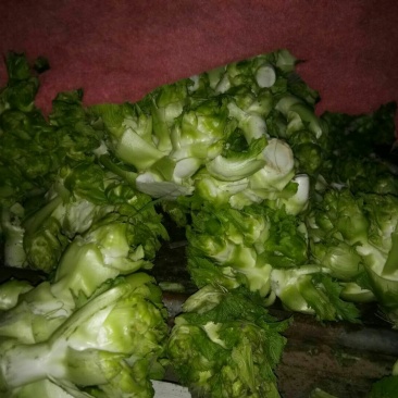 儿菜大量出产