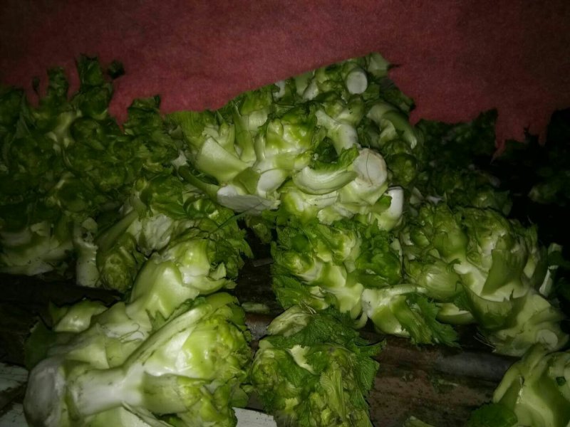儿菜大量出产