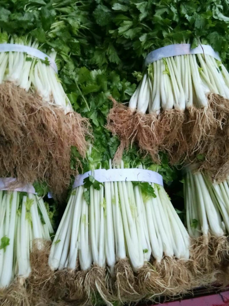 白芹菜