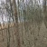国槐