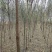 国槐