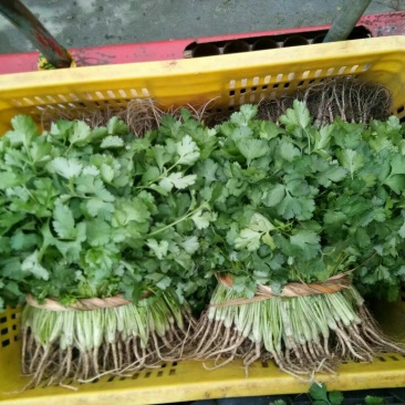 大叶香菜